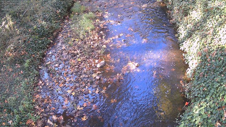 Flett Creek at Tacoma