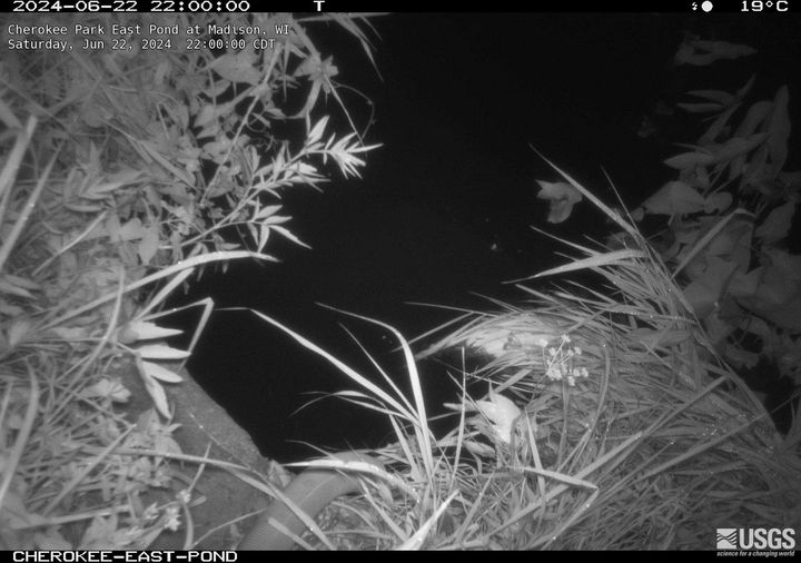 Cherokee Park East Pond at Madison Webcam view