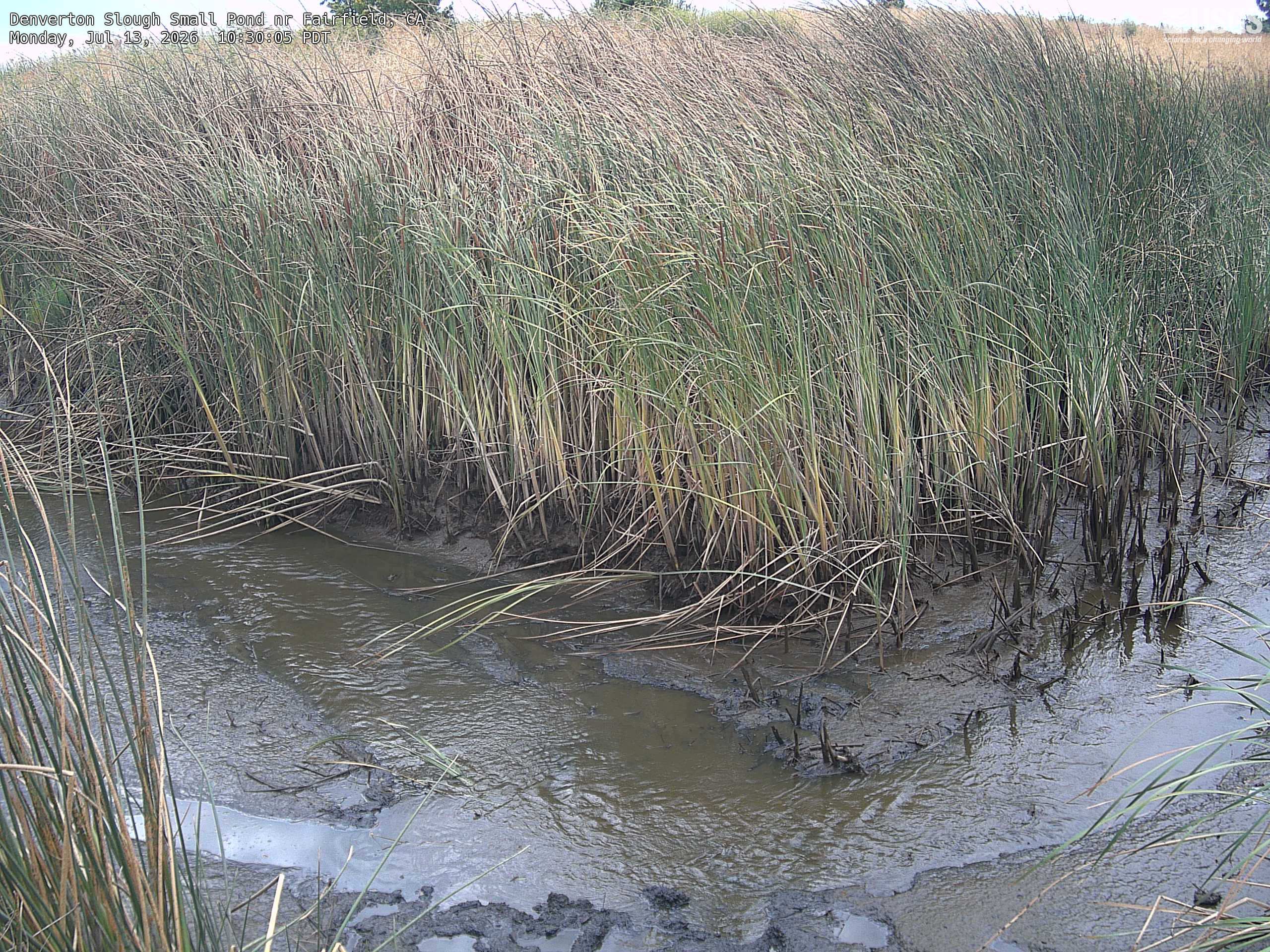 Most recent image at Denverton Slough Small Pond nr Fairfield