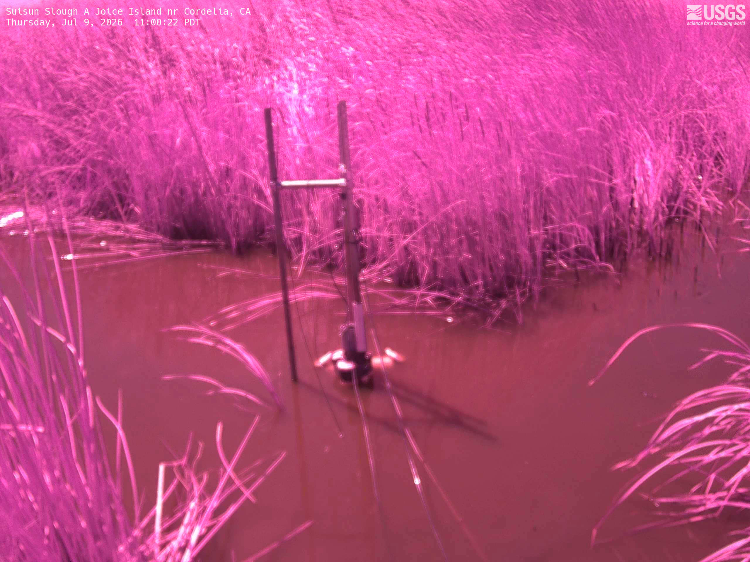 Most recent image at Suisun Slough A Joice Island nr Cordelia