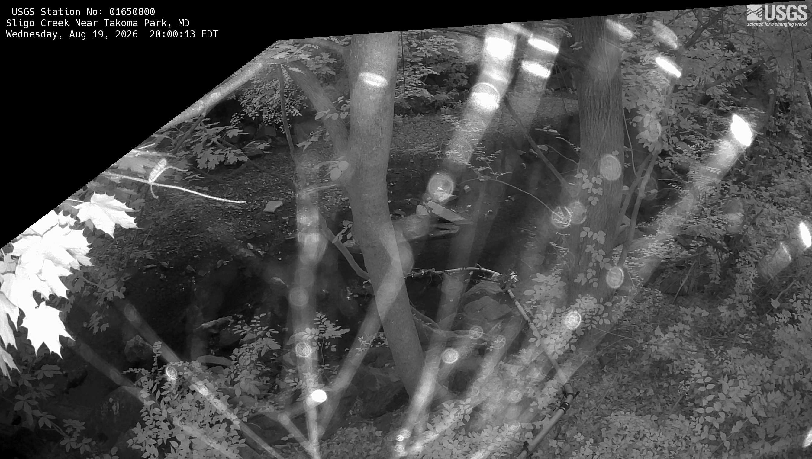 Most recent image at Sligo Creek Near Takoma Park